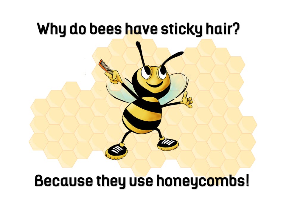 Why Do Bees Have Sticky Hair? | Jokes on Beano.com